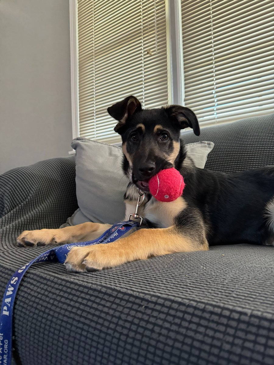 Paws of War tweet media