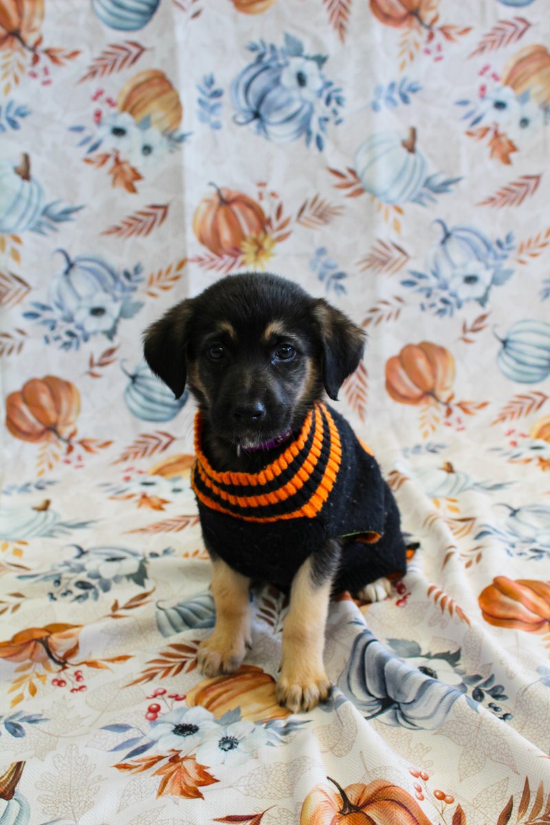 Paws of War tweet media