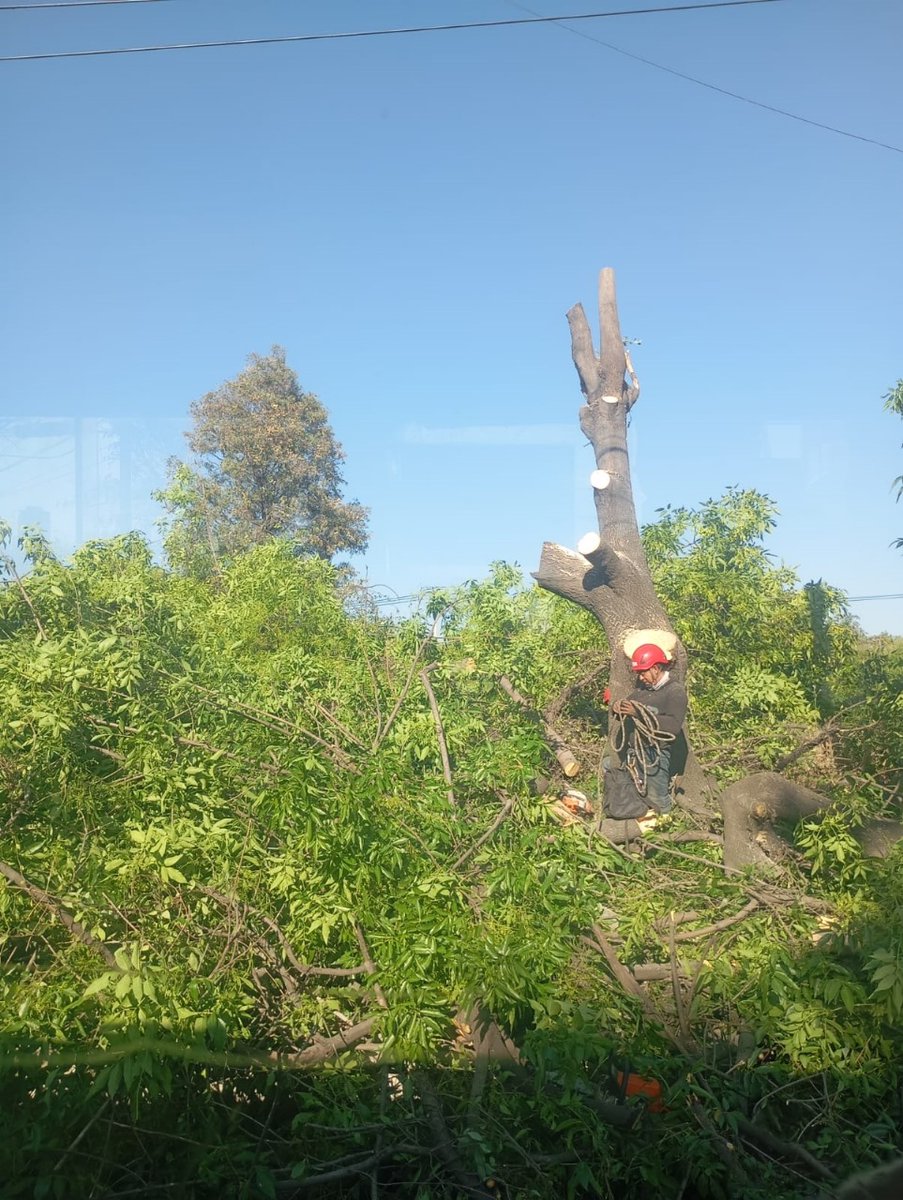 Yaya03032011's tweet photo. @Claudiashein Sra. Presidenta felicidades por la matanza que usted y Delfina están haciendo en calzada las armas en Naucalpan. Son unas ecocidias. Pobre México. Maldita la hora en que llegaron ustedes. Todo para meter su segundo piso. https://t.co/R3HX7d47Y5