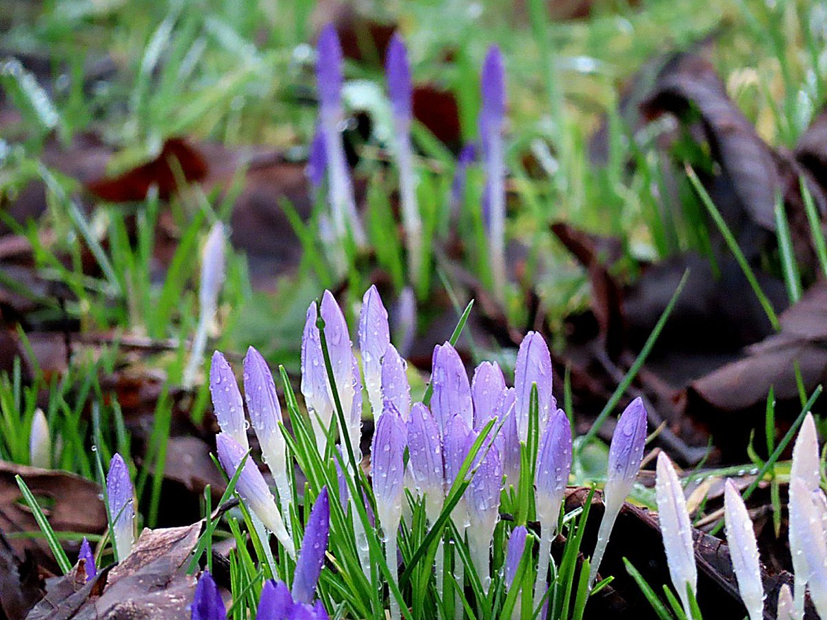iet1234's tweet photo. 'Awakened' the first crocuses on January 31 
Have a nice nice weekend 💚💜
#crocuses #weekendmood https://t.co/r9L3rUw5RU
