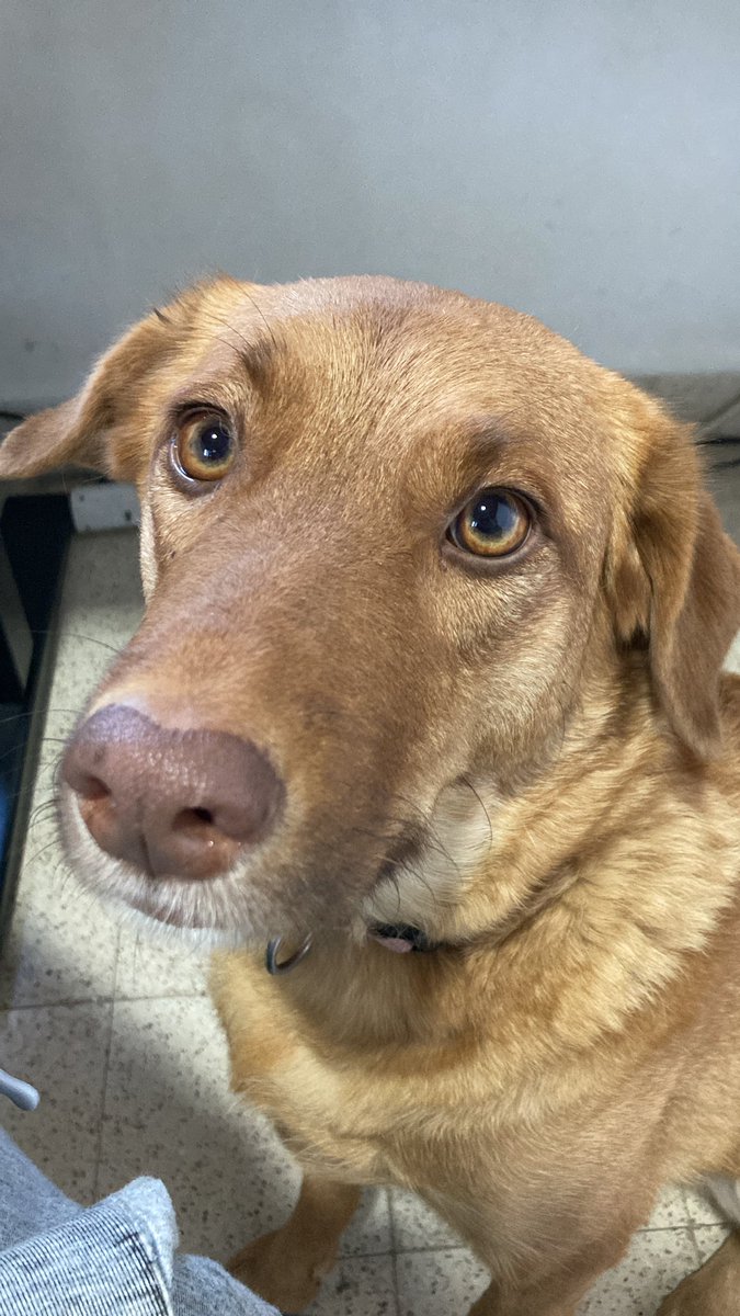 Yair Daon tweet media