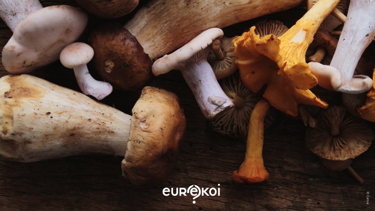 🍄 Passionné·e par les champignons comestibles ? Découvrez tout ce qu’il faut savoir sur la mycologie !

👉 Plongez dans cet article de la <a href="/Bpi_Pompidou/">Bibliothèque publique d'information</a> : bit.ly/4jvvfjj