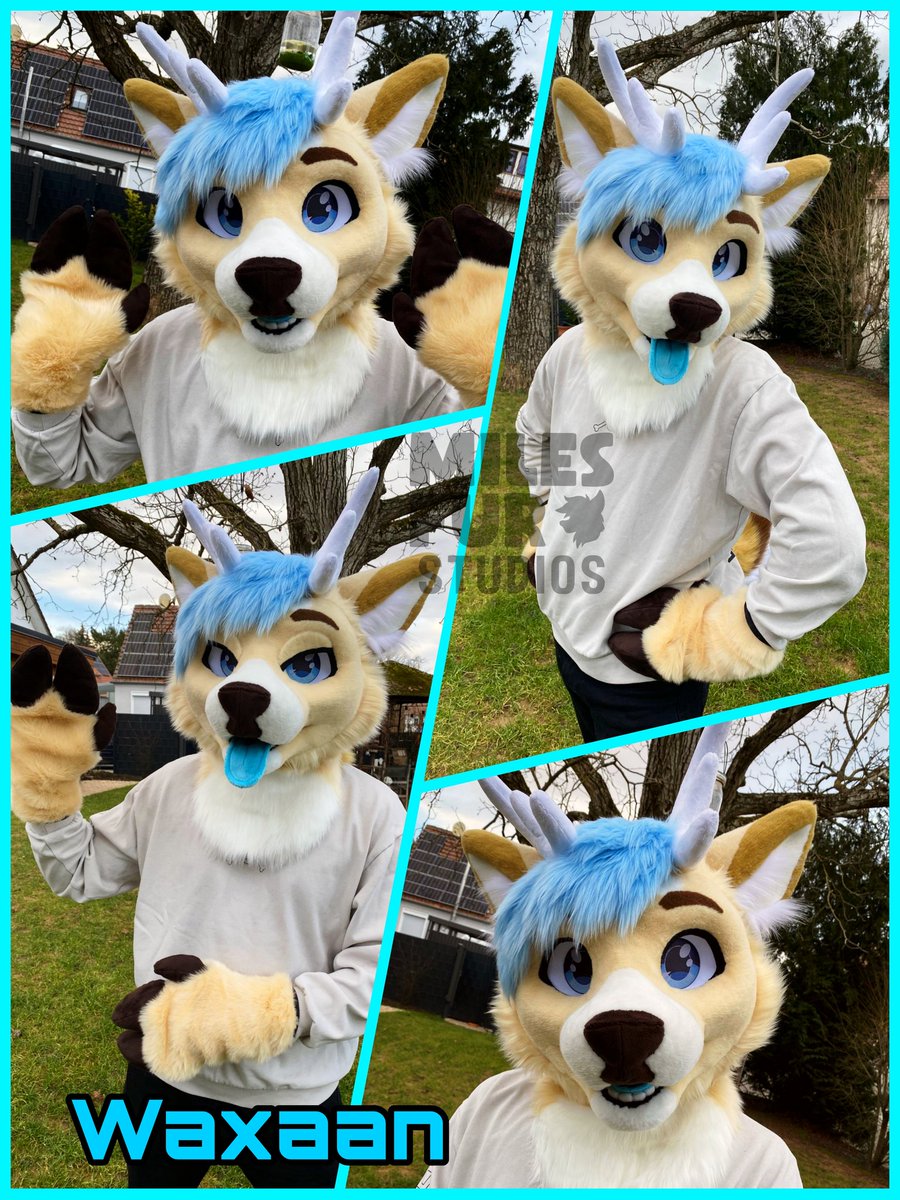 Waxaan is finally finished, just in time for NFC! 🩵🦌
Let's give a warm welcome to this soft looking deer.
#FursuitFriday #FursuitEveryday