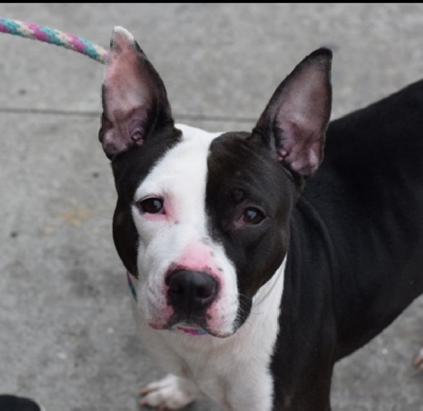 MorgFairsdogs's tweet image. Nala Bonita 218337
Relisted TBK 2/1
#NYCACC 
❇❇Very Low Pledges❇❇
She is a pretty 3 yr old
Playful &amp;amp; active
Shy in care
Lived w/3 kids &amp;amp; 12 cats
Please help save Nala Bonita!
nycacc.app/browse/218337
#Pledge4Rescue #foster #adopt