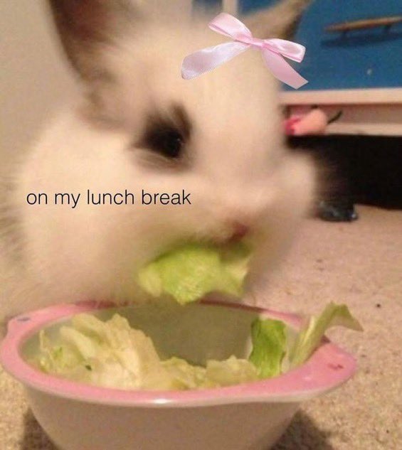 throne_ofbones's tweet image. my coworkers make fun of me for bringing lettuce and banana every day but idc!!! better than a 500cal $20.00 starbucks sandwich that tastes like ass