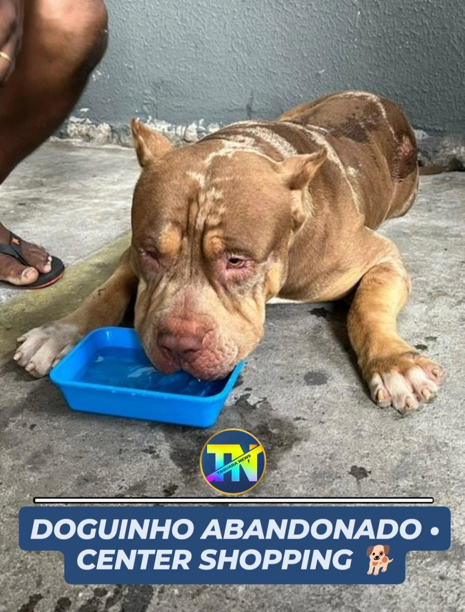 DOGUINHO ABANDONADO • CENTER SHOPPING 🐕

Na manhã desta sexta-feira, um cachorrinho foi abandonado no Estacionamento do Center Shopping.

Ele é idoso e super manso. Se alguém puder adotá-lo e dar a ele um novo lar, por favor, só ir buscar ele nas docas do Shopping.