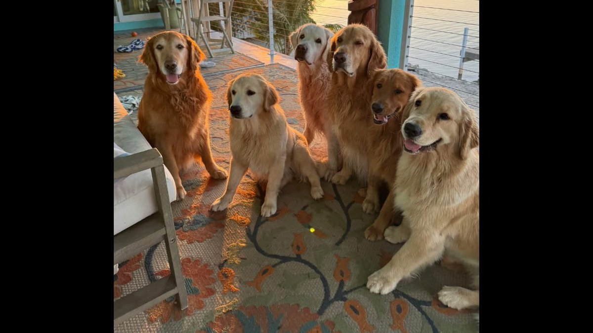 DobsonWalker's tweet photo. @TheHerdHouse Group Therapy? https://t.co/GPHUDXPHWu