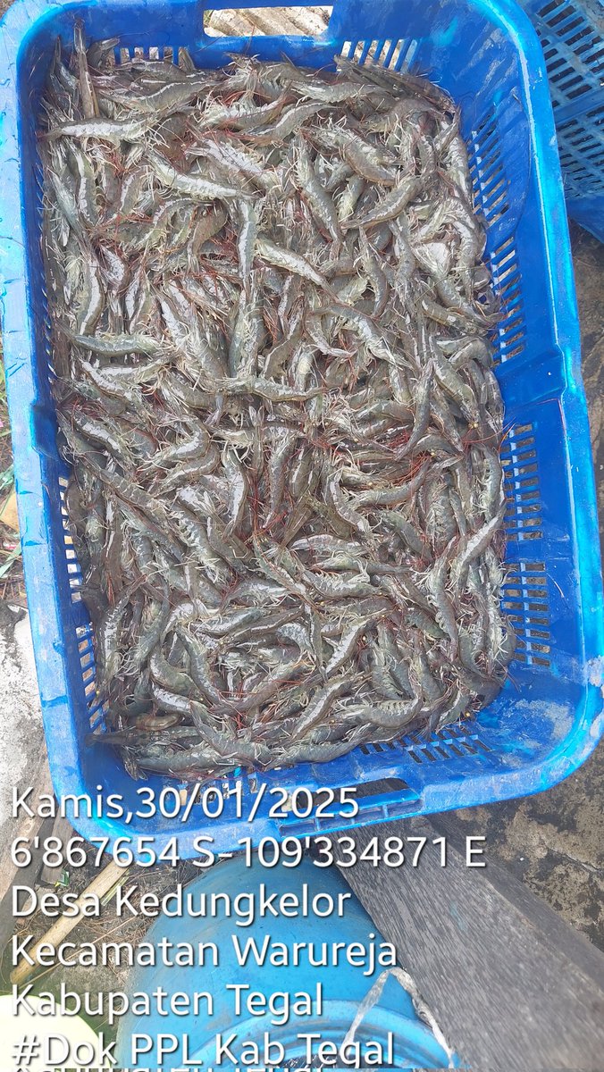 sugi_tanto's tweet photo. Kamis (30/01/2025) Sugi H Luhkan Kab Tegal,Kunjungan  pendataan panen udang vaname secara parsial sebanyak 233 Kg Rp 40rb/kg milik bpk Teguh didesa kedungkelor Kec warureja. #GiatLuhkanSatminkalBogor #luhlapor #budidaya #udangvaname @brpbatpp_bogor @diskankabtegal @pusluh_bppsdm https://t.co/F1bOXXOwqU