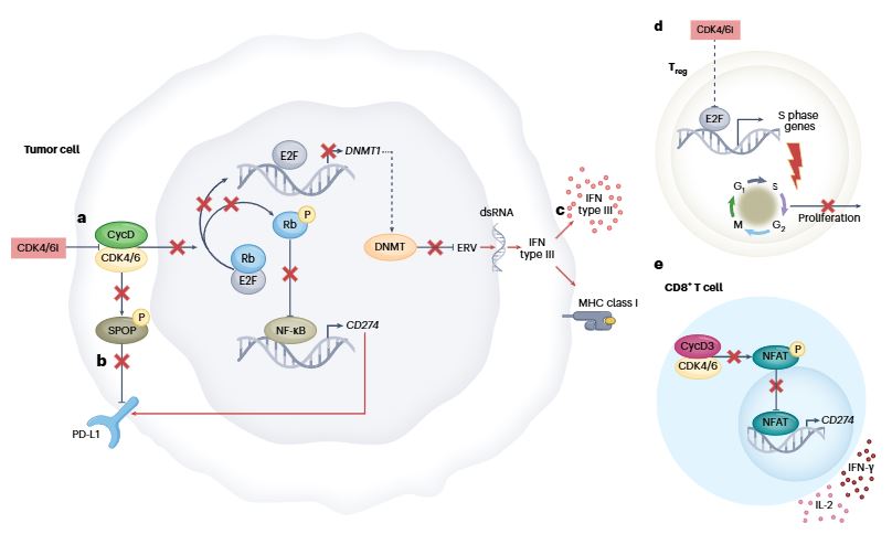 The Tisch Cancer Institute (@tischcancer) on Twitter photo New review article from <a href="/Poulikos/">Poulikos Poulikakos</a> and colleagues, "Resistance Mechanisms and Therapeutic Strategies for CDK4/6 Kinase Targeting in Cancer," in <a href="/NatureCancer/">Nature Cancer</a>
rdcu.be/d75mG
<a href="/ProfGavathiotis/">Evris Gavathiotis</a> <a href="/ChrAdamopoulos/">Christos Adamopoulos</a> #PROTACs #CDK46 #CDK2 #Oncology #CancerImmunotherapy New review article from <a href="/Poulikos/">Poulikos Poulikakos</a> and colleagues, "Resistance Mechanisms and Therapeutic Strategies for CDK4/6 Kinase Targeting in Cancer," in <a href="/NatureCancer/">Nature Cancer</a>
rdcu.be/d75mG
<a href="/ProfGavathiotis/">Evris Gavathiotis</a> <a href="/ChrAdamopoulos/">Christos Adamopoulos</a> #PROTACs #CDK46 #CDK2 #Oncology #CancerImmunotherapy