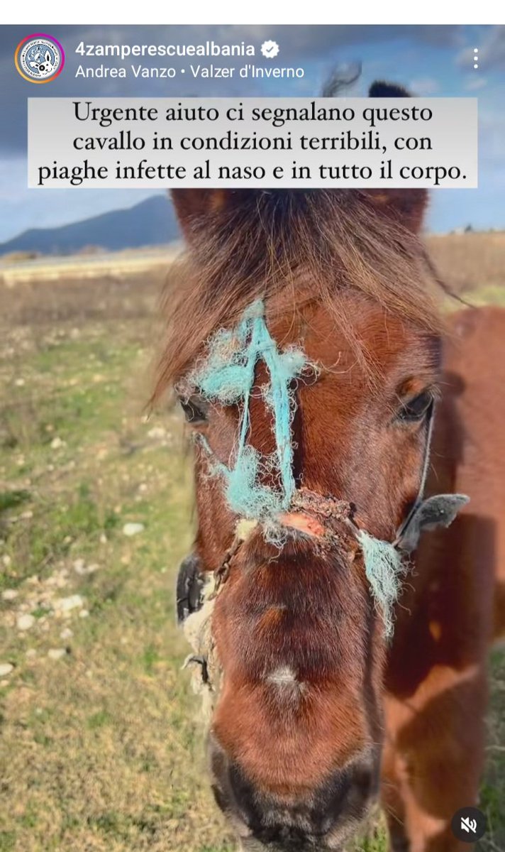 zampa_qua's tweet photo. URGENTE Albania 🆘️🆘️🆘️🆘️🆘️🆘️☎️+355692792332 🇦🇱oppure +393402339012 🇮🇹🐎
https://t.co/goxZyaNXOw AIUTIAMOLI QUESTI VOLONTARI A SALVARE QUESTO CAVALLO ,HA BISOGNO DI SOSTEGNO E CURE 🙏🙏🙏😔 #adotta #cavallo #aiuto #salviamo https://t.co/hfhruvardi