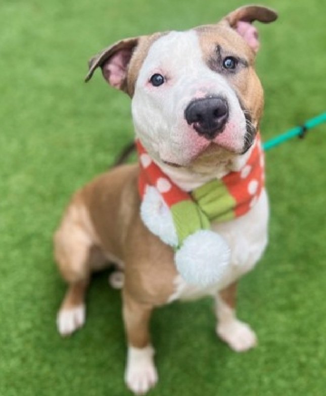 MorgFairsdogs's tweet image. France 218709
Relisted TBK 2/1
#NYCACC 
He's a very cute 2 yr old
Social w/handlers
Food Motivated 
Needs all adult home 
Please give France a chance to live!
nycacc.app/browse/218709
#Pledge4Rescue #foster #adopt