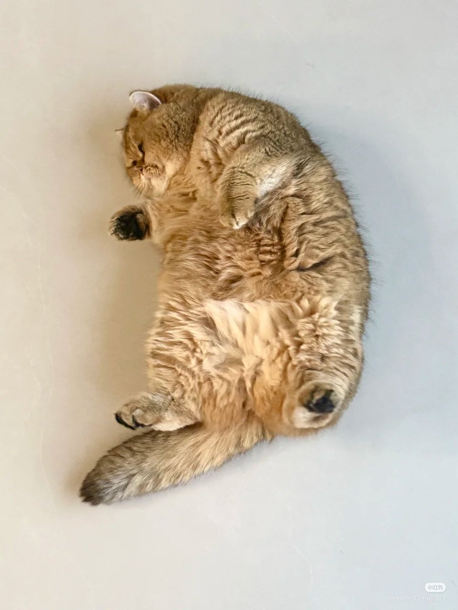 nocontextscats's tweet photo. https://t.co/osZXWeYPWU