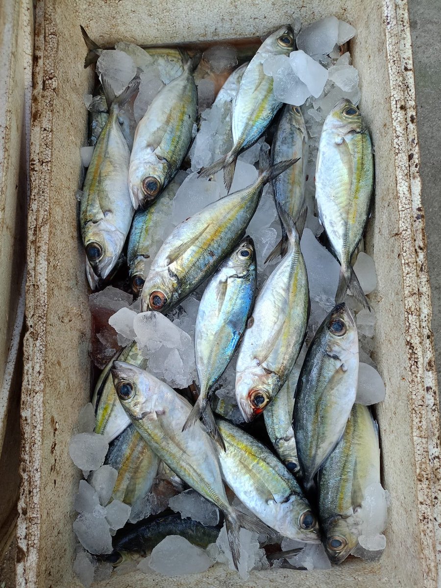 RuslanWulang's tweet photo. Jumat (31/01), Ruslan Umar Wulang, S.Pi Luhkan Kab. Sumba Tengah di KUB Mula Milla Desa Ngadu Mbolu melaporkan produksi tangkapan ikan Benyamin Lamu  ikan kembung 30 Kg, harga Rp.35.000/Kg alat tangkap pukat lingkar.
#GiatLuhkanSatminkalGONDOL
#luhlapor  
#SumbaTeng
#Tangkap https://t.co/CH0SBCg2ZY
