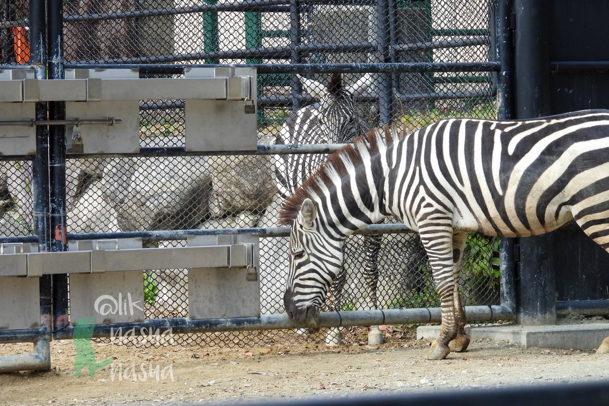 lik_nasua_nasua's tweet photo. #国際シマウマの日
#InternationalZebraDay
1〜2枚目:#福岡市動物園 #グラントシマウマ
手前が #カミリ♂ 奥が #ミズキ♀
3枚目:同ミズキのシマけつ🦓🍑
4枚目:#平川動物公園 これしか撮ってない #チャップマンシマウマ
#GrantsZebra #ChapmansZebra https://t.co/HIn1tS7gYj