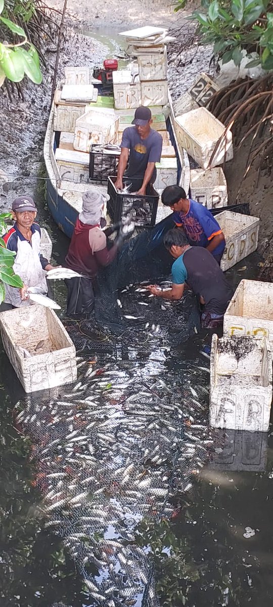 hasrlana80's tweet photo. Selasa (14/01) Hasriana, Luhkan Kab.Luwu, di Pokdakan Harapan Tambak Desa Tirowali kec.ponrang Melaporkan panen ikan Bandeng,tambak tradisional,sebanyak 1000 kg,luas lahan 15.000 m²,size 3 Ekor/Kg, harga jual 15.000/kg.
#GiatLuhkanSatminkalMaros 
#Panen 
#Luhlapor
@BRPBAP3_Maros https://t.co/XzelbUaSsW