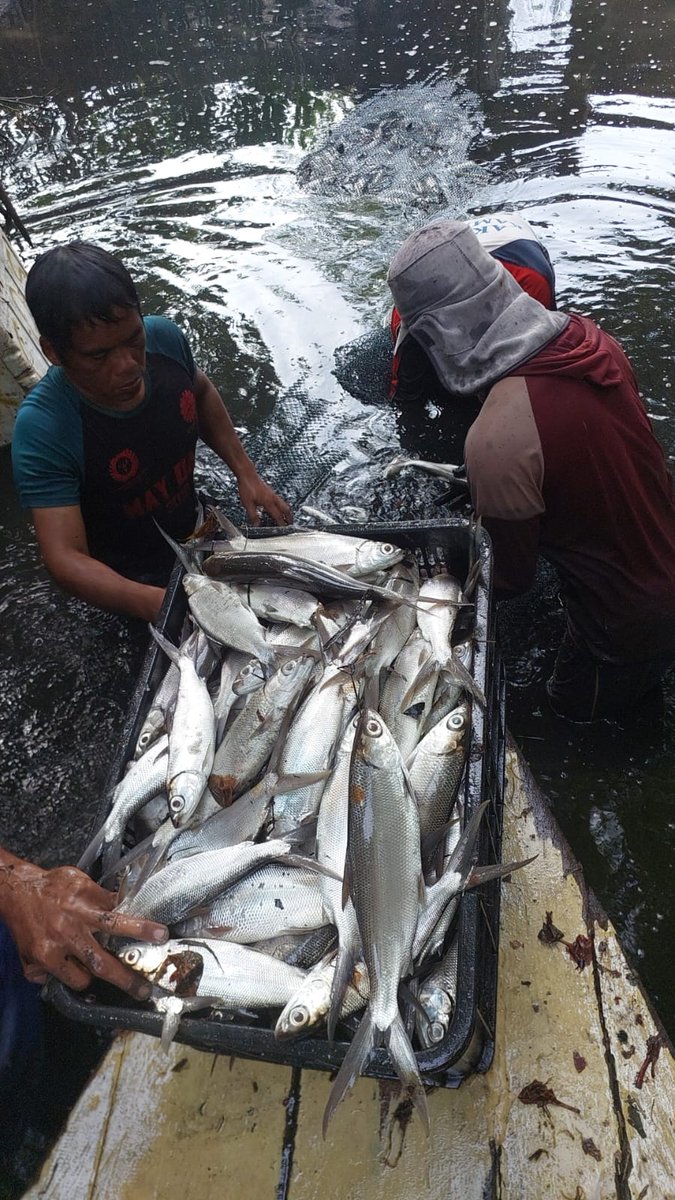 hasrlana80's tweet photo. Selasa (14/01) Hasriana, Luhkan Kab.Luwu, di Pokdakan Harapan Tambak Desa Tirowali kec.ponrang Melaporkan panen ikan Bandeng,tambak tradisional,sebanyak 1000 kg,luas lahan 15.000 m²,size 3 Ekor/Kg, harga jual 15.000/kg.
#GiatLuhkanSatminkalMaros 
#Panen 
#Luhlapor
@BRPBAP3_Maros https://t.co/XzelbUaSsW