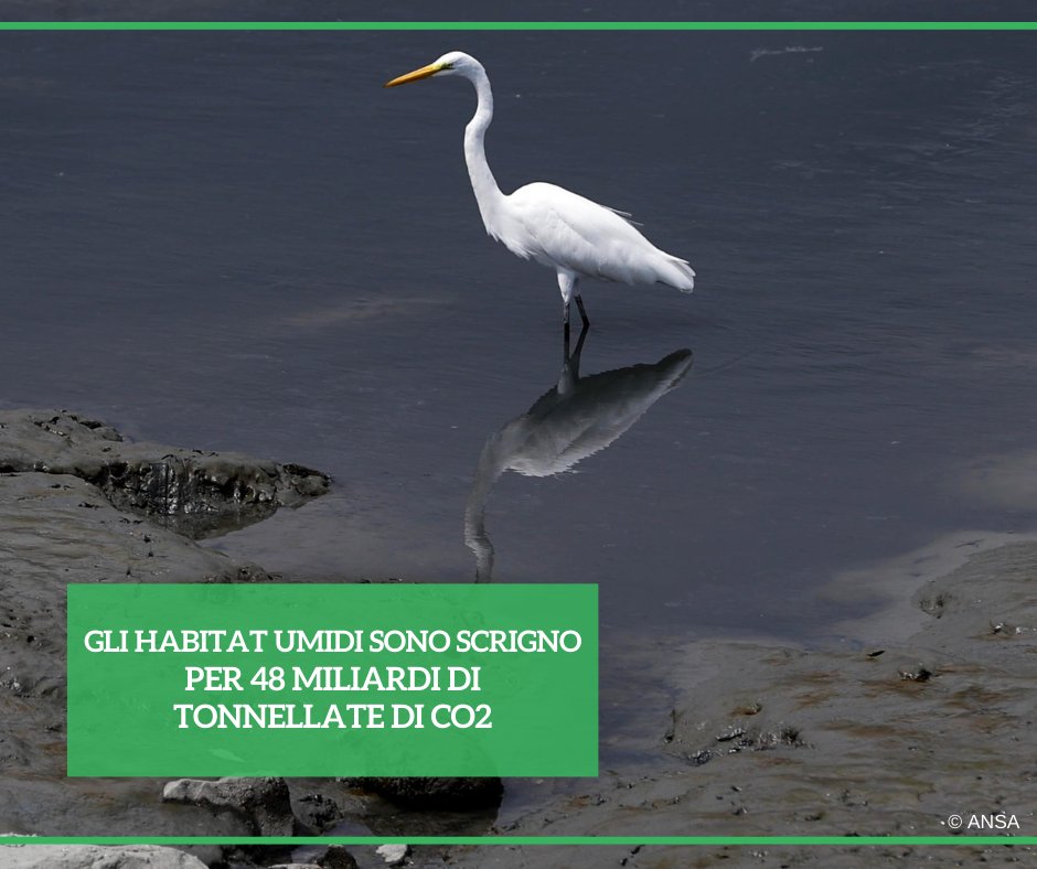 Secondo un report di BirdLife Europa-Asia Centrale (<a href="/LipuODV/">Lipu - BirdLife Italia</a> in Italia) gli habitat umidi e le foreste assorbiranno fino a 48,5miliardi di tonnellate di Co2 equivalenti con l'attuazione del "Regolamento europeo sul ripristino della Natura".
#ANSAAmbiente
➡bit.ly/40H9gxz