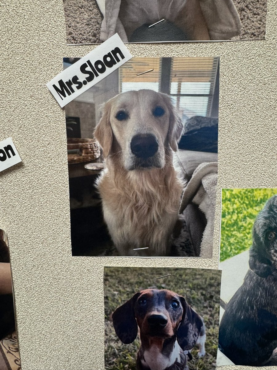 PAWSitive Vibes only! Our students love stopping by the board to see all of the teacher pets! 🐶🩷🐱 #katyisd #katyisdcounselors #twehowl