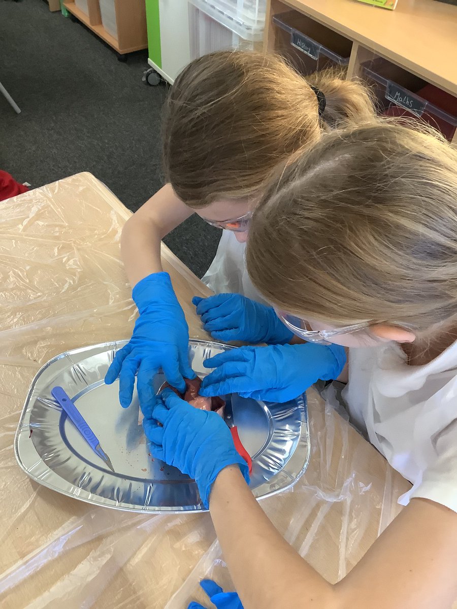 Y6Southdale's tweet photo. Year 6 heart dissection! 🫀
Our y6’s have been busy understanding how the heart works using a practical, hands on approach.
#science #primaryschoolstudents https://t.co/yee4THzrqI