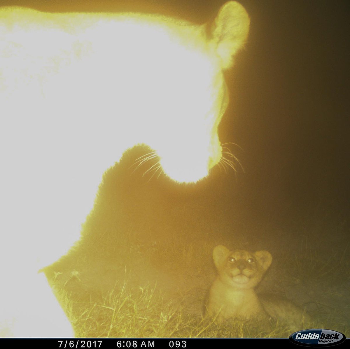 trailcam (@trail_cams) on Twitter photo 