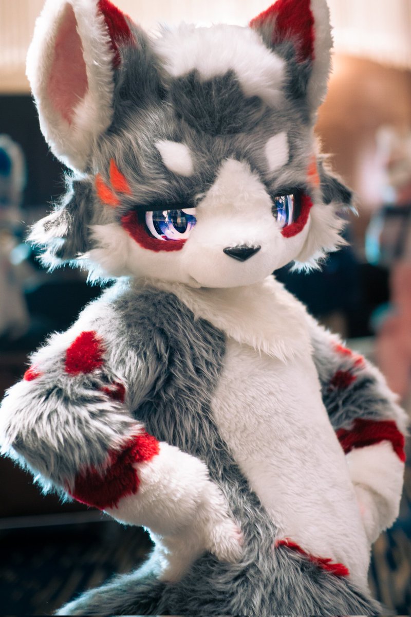 #FursuitFriday 
新年的第一个毛五 祝大家春节后不吃胖哦