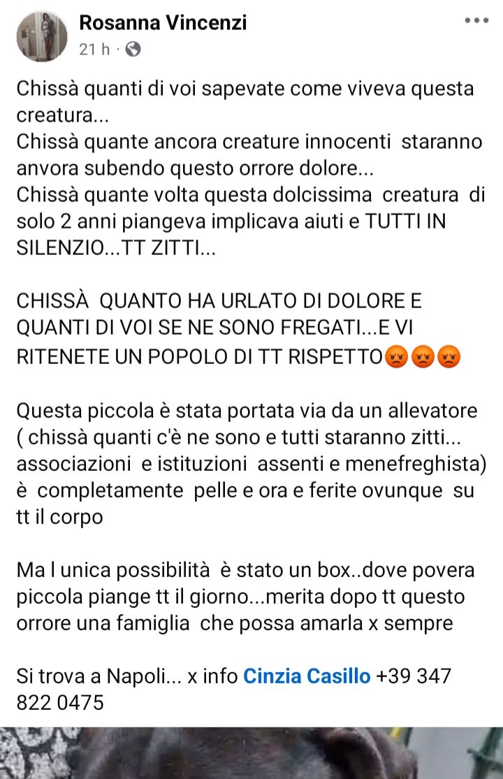 zampa_qua's tweet photo. STRAURGENTE 🆘️🆘️🆘️🆘️🆘️☎️3478220475🐕AIUTATEMI BISOGNO DI UNA FAMIGLIA VI PREGO" PIANGE QUESTA CUCCIOLA DI E ANNI DOLCISSIMA,PORTATA VIA DA UN ALLEVATORE CHE LA MALTRATTAVA,QUANTO AVRÀ GRIDATO E NESSUNO HA MAI ASCOLTATO 😭ADOTTATELA  #adotta 🙏 🏡 https://t.co/SOcUS3jKh1