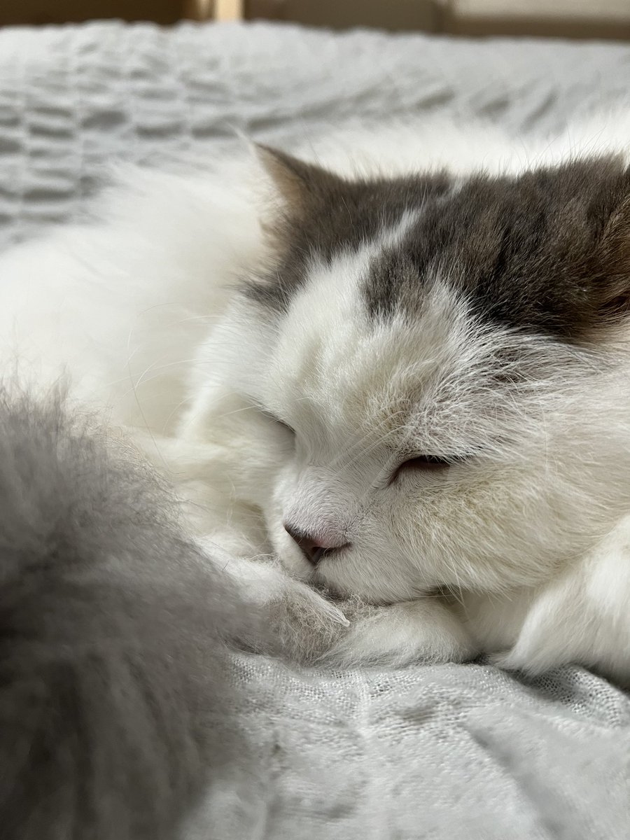 rupi_3_10's tweet photo. おやすみ猫

#スコティッシュ
#猫好き https://t.co/irPneqFrts