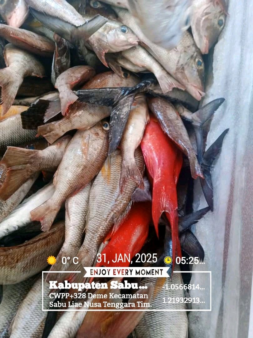 NalleRegi's tweet photo. Jum"at (31/1), Regi N. Nalle, S.Pi Luhkan Kab. Sabu Raijua-NTT, Di Rumah Bpk Para Nada Desa Deme, Melaporkan hasil tangkapan ikan dusun dengan alat tangkap pancing ulur, Januari 2025 sebanyak 60 kg harga jual 35.000/kg.
#GiatLuhkanSatminkalGONDOL 
#SabuRaijua
#Tangkap https://t.co/L0oXwSA1Vm