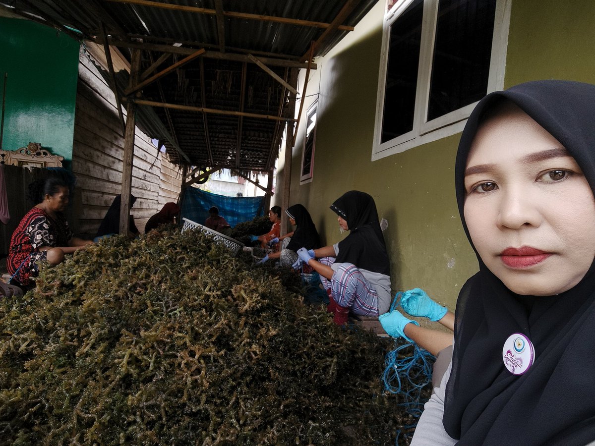 hasrlana80's tweet photo. Jumat(03/01), Hasriana,Luhkan Kab.Luwu, Melaporkan Hasil Panen bibit Rumput Laut E. cottonii di Pokdakan  Ponrang Katonik, Desa Tirowali kecamatan Ponrang, kurang lebih 600kg(Basah) harga Rp.3500/kg
#GiatLuhkanSatminkalMaros
#luhlapor
@BRPBAP3_Maros
@pusluh_bppsdm
@bppsdm_kp https://t.co/vAmCqFiGg1