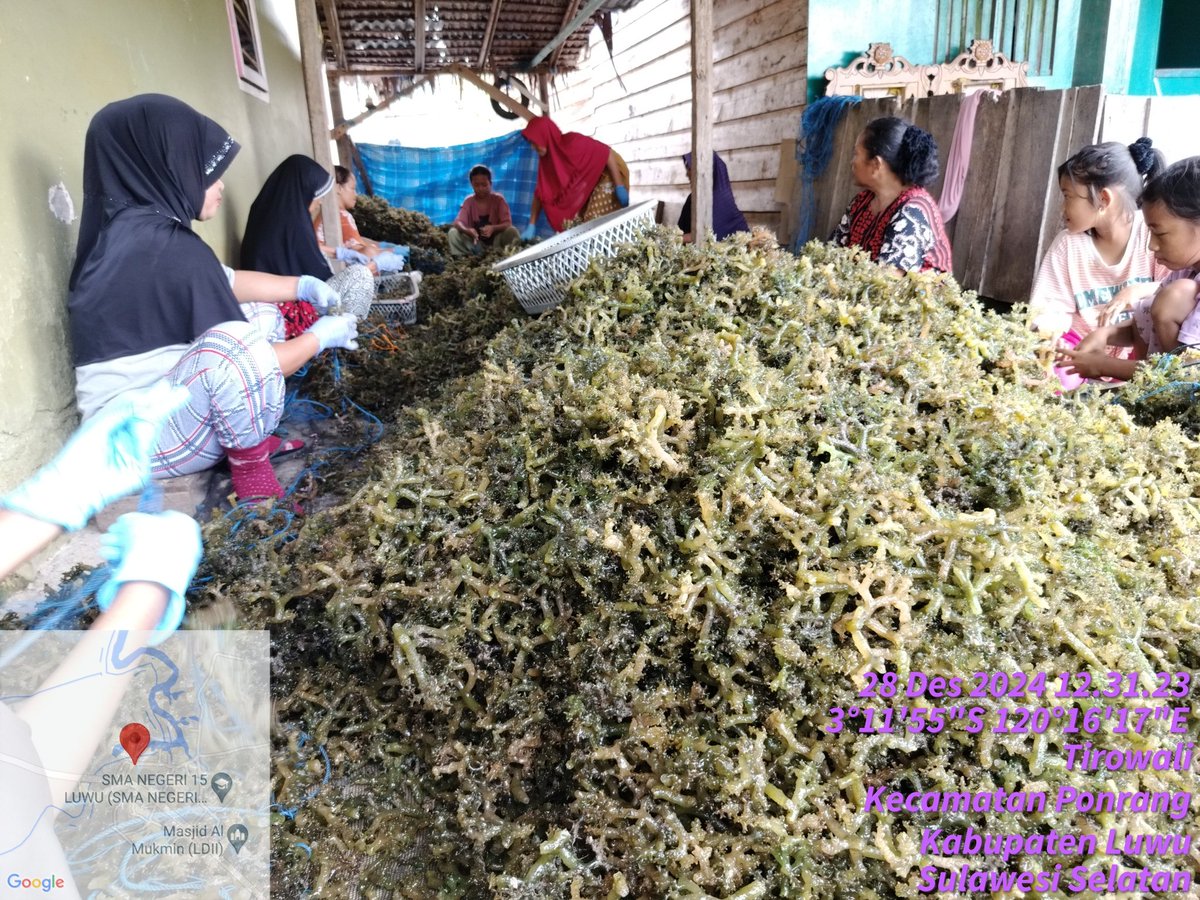 hasrlana80's tweet photo. Jumat(03/01), Hasriana,Luhkan Kab.Luwu, Melaporkan Hasil Panen bibit Rumput Laut E. cottonii di Pokdakan  Ponrang Katonik, Desa Tirowali kecamatan Ponrang, kurang lebih 600kg(Basah) harga Rp.3500/kg
#GiatLuhkanSatminkalMaros
#luhlapor
@BRPBAP3_Maros
@pusluh_bppsdm
@bppsdm_kp https://t.co/vAmCqFiGg1