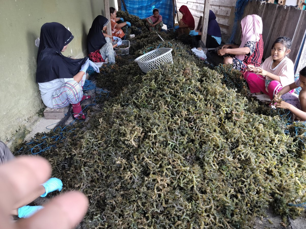 hasrlana80's tweet photo. Jumat(03/01), Hasriana,Luhkan Kab.Luwu, Melaporkan Hasil Panen bibit Rumput Laut E. cottonii di Pokdakan  Ponrang Katonik, Desa Tirowali kecamatan Ponrang, kurang lebih 600kg(Basah) harga Rp.3500/kg
#GiatLuhkanSatminkalMaros
#luhlapor
@BRPBAP3_Maros
@pusluh_bppsdm
@bppsdm_kp https://t.co/vAmCqFiGg1