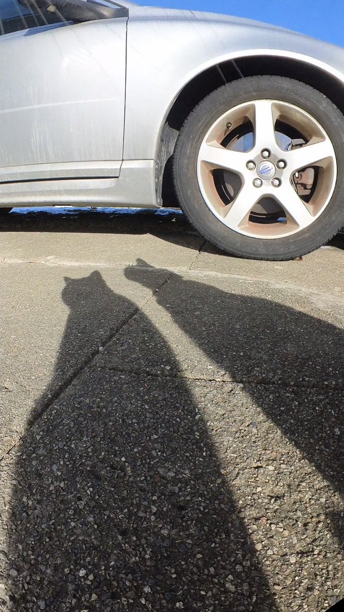 MrKitterstheCat tweet media