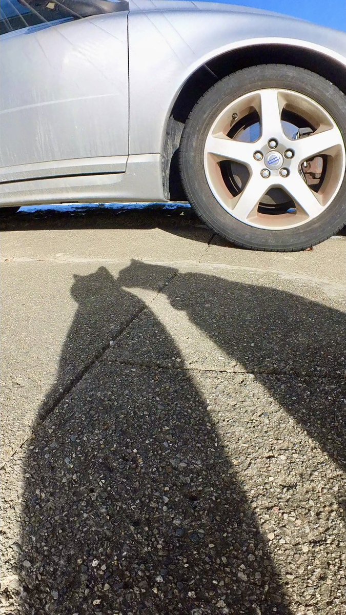 MrKitterstheCat tweet media