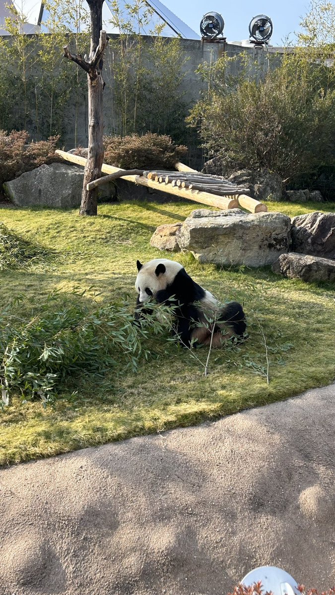 ayaha__LiLi's tweet photo. 今日は🐼を見にいってました🙌
学生生活残りわずか。
友達との旅行も満喫です！ https://t.co/YfEYeQKEPq
