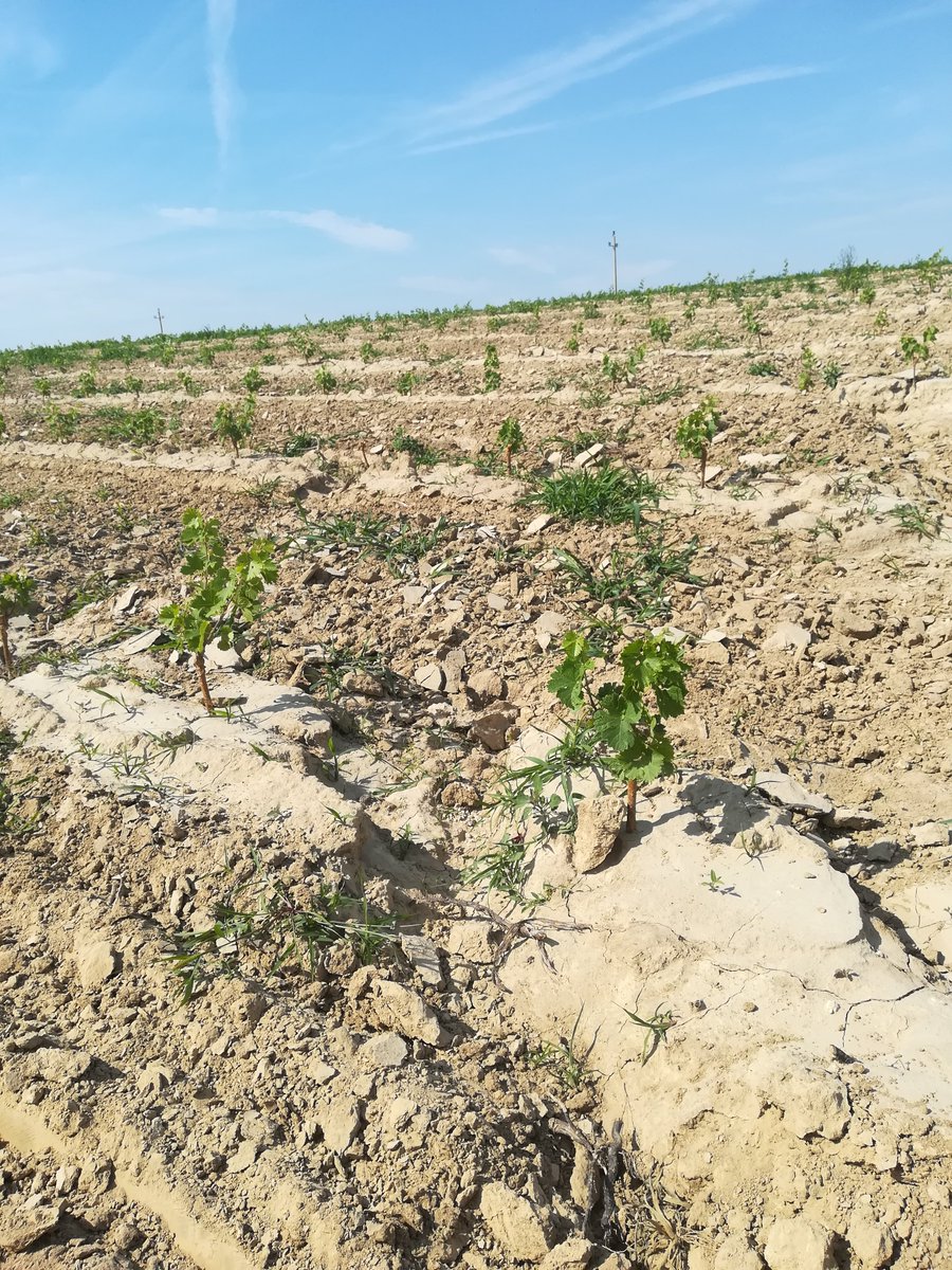 🌱Testing data-driven models for soil erosion mapping in vineyards🍇

🔗The paper, published in the journal Land, is available at the link below:
mdpi.com/2073-445X/14/1…

#research #TAKI #HUNRENATK #SoilErosion #GrapeGrowing #SustainableAgriculture
