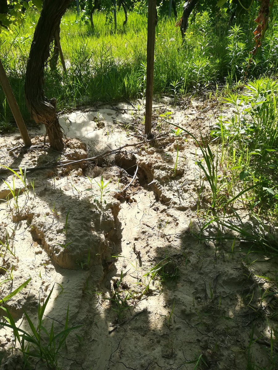 Institute for Soil Sciences (HUN-REN ATK TAKI) tweet media