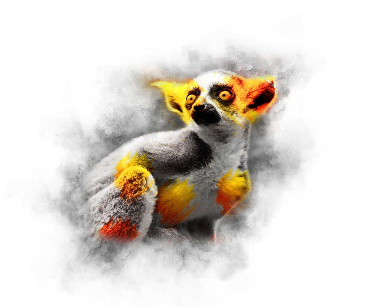 The Animal Kingdom Collection by AQOMI tweet media