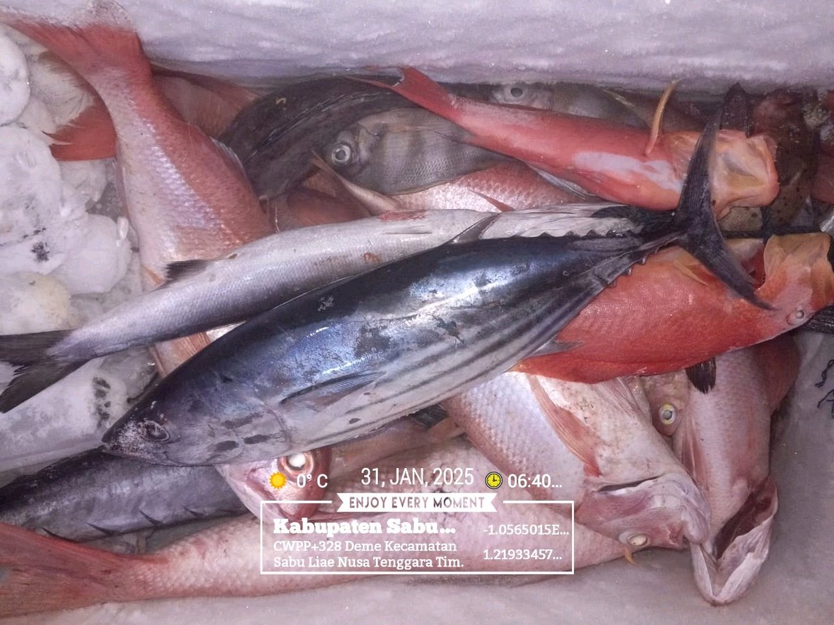 NalleRegi's tweet photo. Jum"at (31/1), Regi N. Nalle, S.Pi Luhkan Kab. Sabu Raijua-NTT, Di Rmh Bpk Dominggus R. Wahi Desa Deme, Melaporkan hasil tangkapan ikan gandola dengan alat tangkap pancing ulur, Januari 2025 sebanyak 50 kg 
harga jual 35.000/kg.
#GiatLuhkanSatminkalGONDOL 
#SabuRaijua
#Tangkap https://t.co/HWg86LgiIY