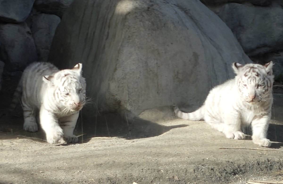 ⑦東武動物公園】 総合評価：A- 所要時間：60分（久喜） コスト：3000