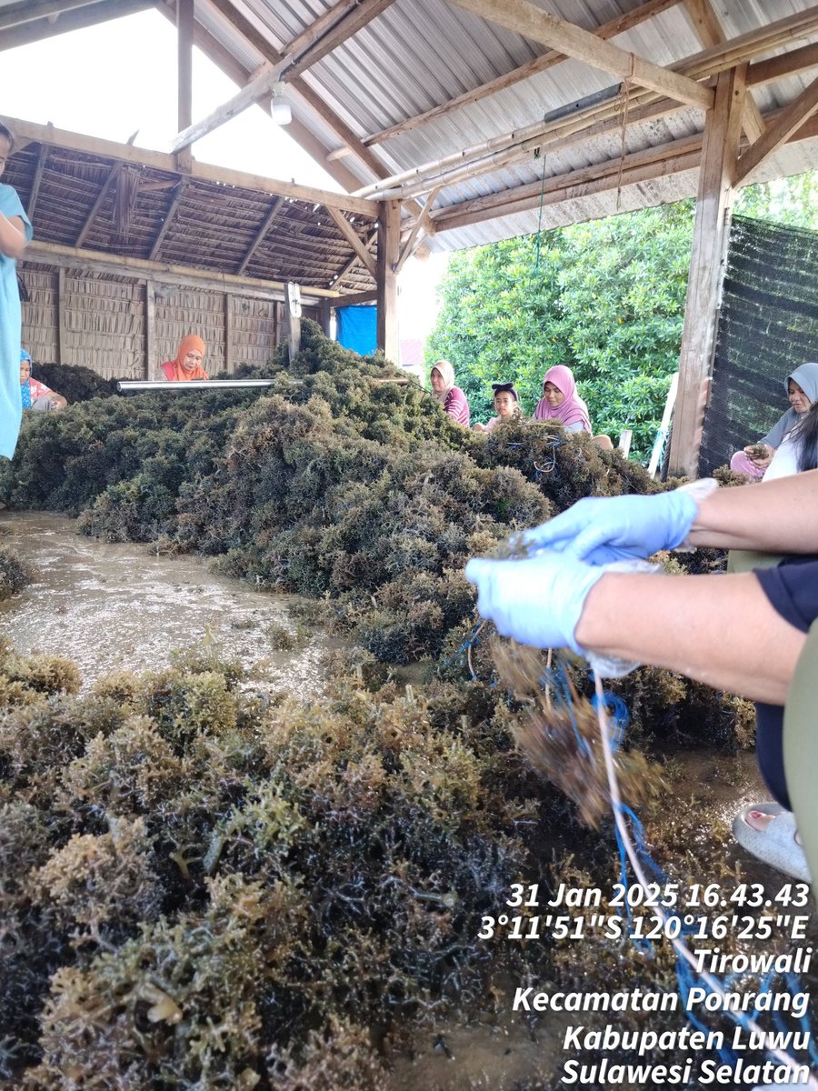 hasrlana80's tweet photo. Jum'at(31/01), Hasriana,Luhkan Kab.Luwu, Melaporkan Hasil Panen bibit Rumput Laut E. cottonii di Pokdakan Rezki Samudra (Rahman), Desa Tirowali kecamatan Ponrang, kurang lebih 1000kg(Basah) harga Rp.3500/kg
#GiatLuhkanSatminkalMaros
#luhlapor
@BRPBAP3_Maros
@pusluh_bppsdm https://t.co/9gVvU5rvnf