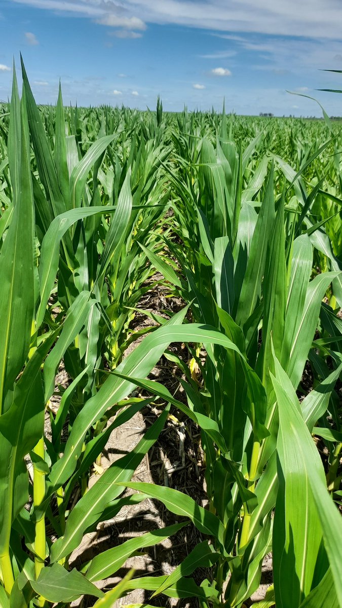 Mariano Martinez tweet media