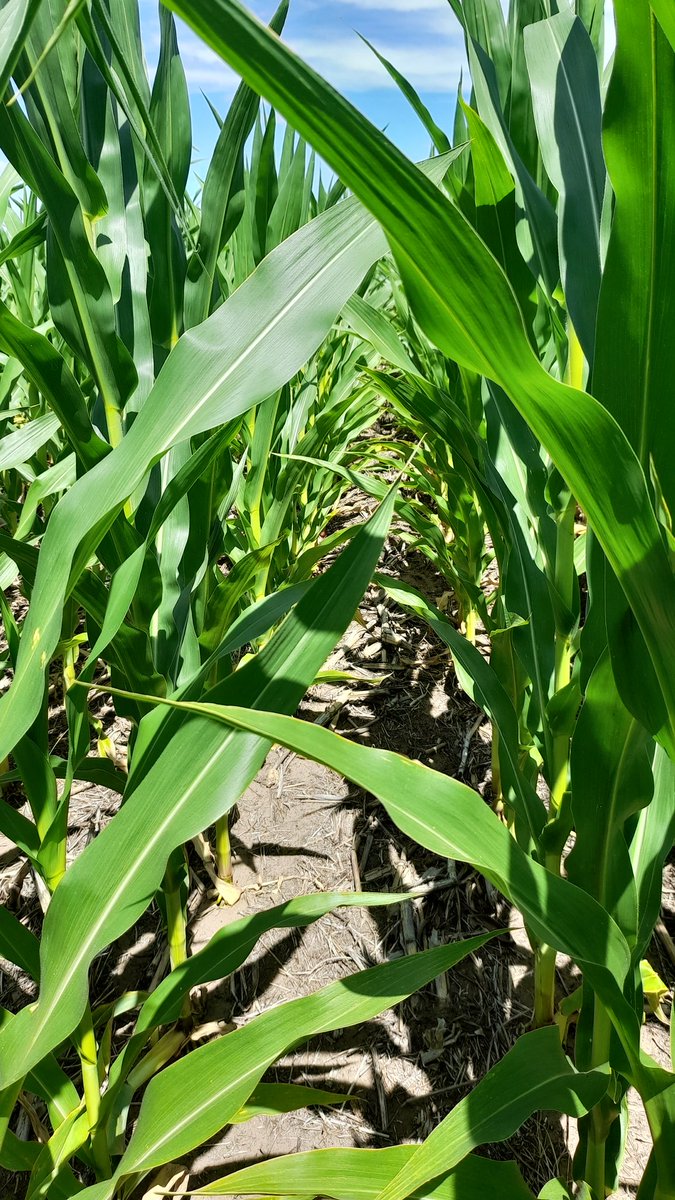 Mariano Martinez tweet media