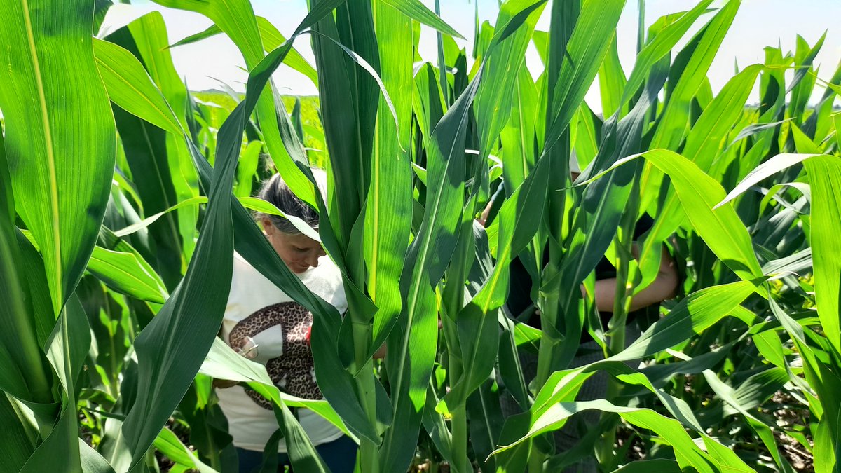 Mariano Martinez tweet media