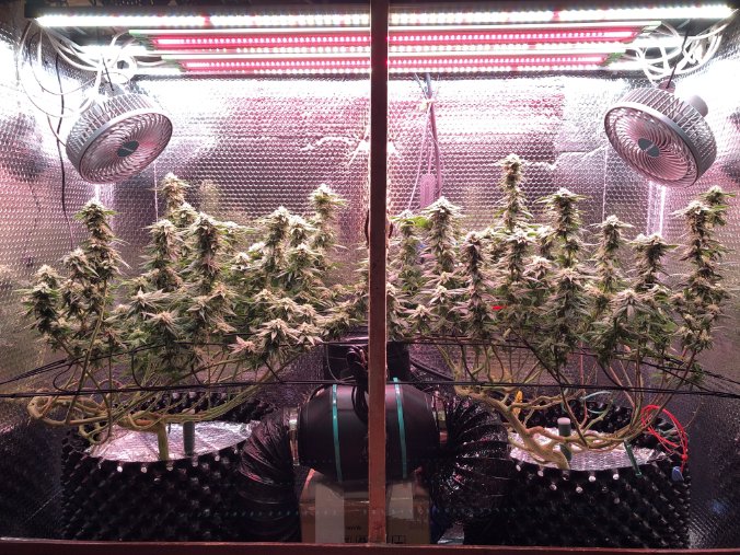 Mars Hydro | Since 2009 tweet media