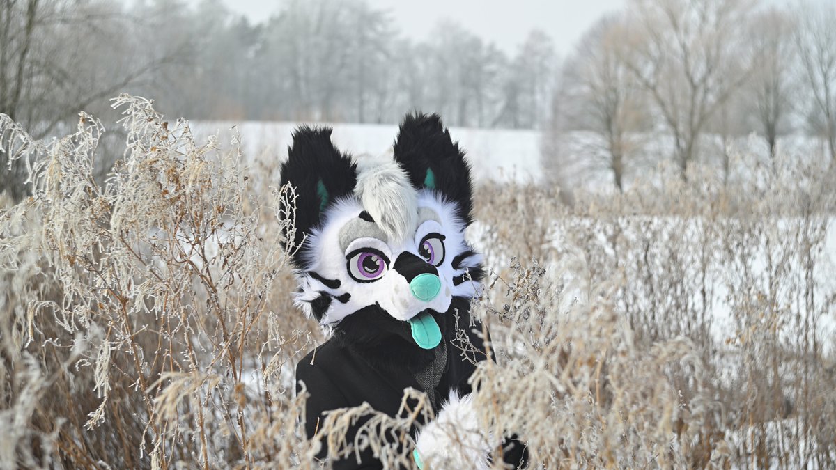 CobraTail (@cobratail_) on Twitter photo You should be careful when walking through tall grass.
A wild doggo has appeared.
#FursuitFriday
📸<a href="/littlepawsnep/">Snepík Littlepaw</a> You should be careful when walking through tall grass.
A wild doggo has appeared.
#FursuitFriday
📸<a href="/littlepawsnep/">Snepík Littlepaw</a>