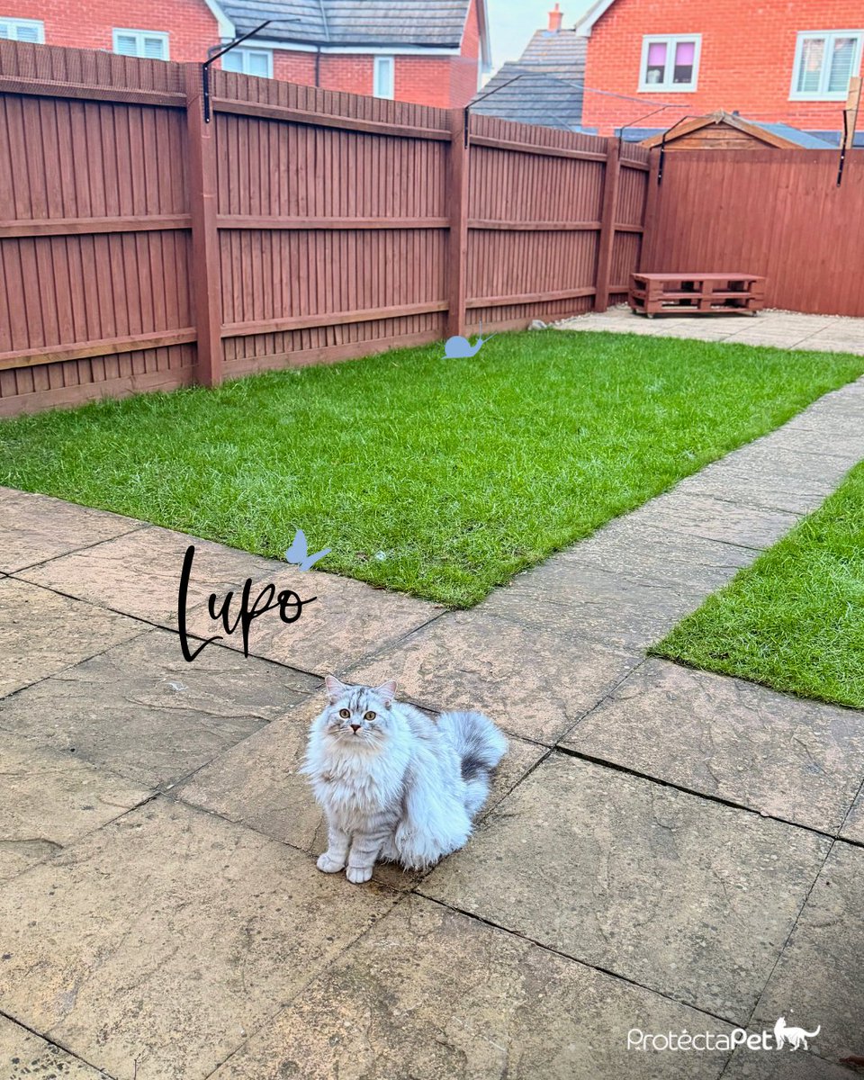 😻🌿 Lupo is one of the first cats to have the new ProtectaPet Cat Fence Barrier system!