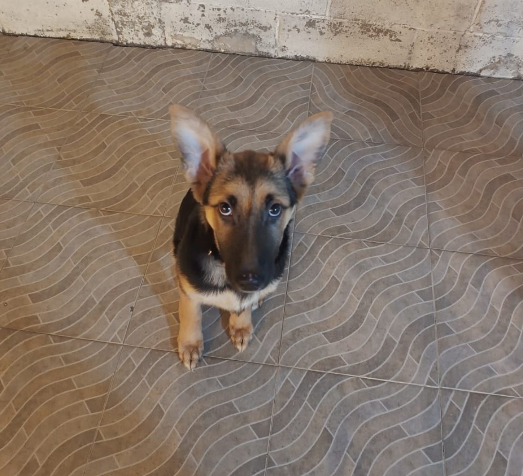 PoderAG_MH's tweet photo. Amigos estos pequeños siguen en busca de casita fueron rescatados de un río donde los tiraron para que se ahogaran, los gastos están siendo muchos por los traslados a los que ya se adoptaron y en comida por favor solicito de su ayuda para poder solventar todo esto... https://t.co/LNm5s94dqM