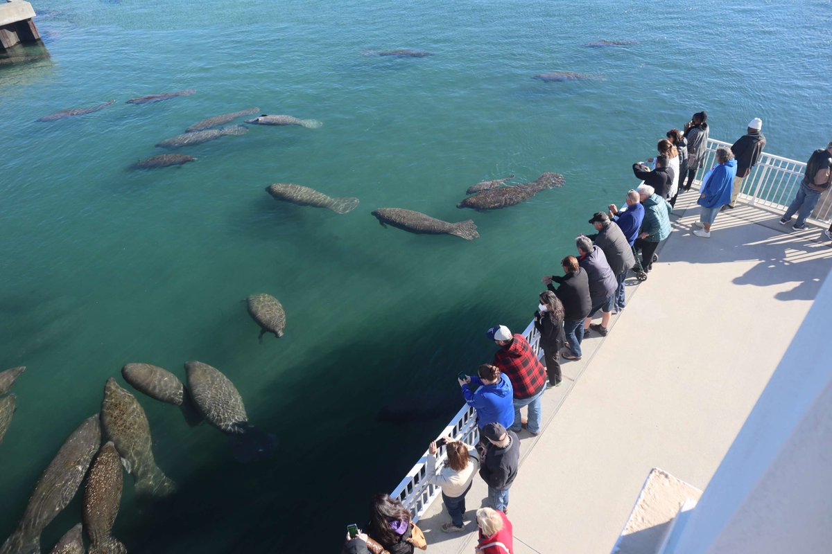savethemanatee's tweet photo. We are excited to participate at Manatee Lagoon's 9th annual ManateeFest tomorrow, 
Feb. 1 from 9-4 - A free, family-friendly event to celebrate FL's iconic manatees.
https://t.co/ffKVTcJPMU
 #ManateeLagoon #ManateeFest2025 #ManateeFest #Manatees #ManateeMoments https://t.co/1ieq88WjUB