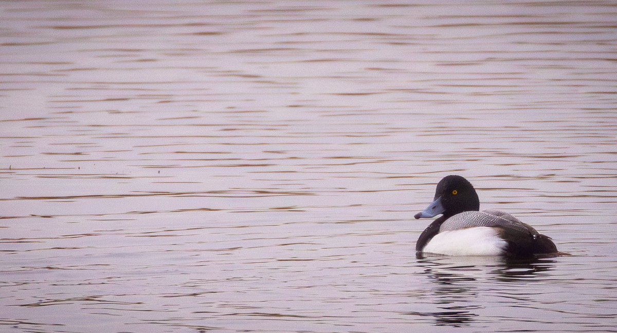 Joe Fryer (@joebirding) on Twitter photo Very nice surprise at ripon wetlands this morning with this Drake scaup which I officially found on the racecourse lake, but did the decent thing and came onto the riverside lagoon for stunning views.
<a href="/nybirdnews/">NorthYorksBirdNews</a> <a href="/BirdGuides/">BirdGuides</a> <a href="/YWT_North/">Yorkshire Wildlife Trust - North Yorkshire</a> <a href="/WildlifeTrusts/">The Wildlife Trusts</a> Very nice surprise at ripon wetlands this morning with this Drake scaup which I officially found on the racecourse lake, but did the decent thing and came onto the riverside lagoon for stunning views.
<a href="/nybirdnews/">NorthYorksBirdNews</a> <a href="/BirdGuides/">BirdGuides</a> <a href="/YWT_North/">Yorkshire Wildlife Trust - North Yorkshire</a> <a href="/WildlifeTrusts/">The Wildlife Trusts</a>