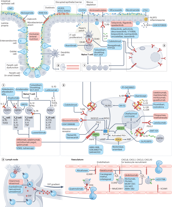 New online! Understanding the therapeutic toolkit for inflammatory bowel disease bit.ly/3Cw8zyS